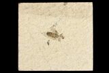 Fossil March Fly (Plecia) - Green River Formation #154415-1
